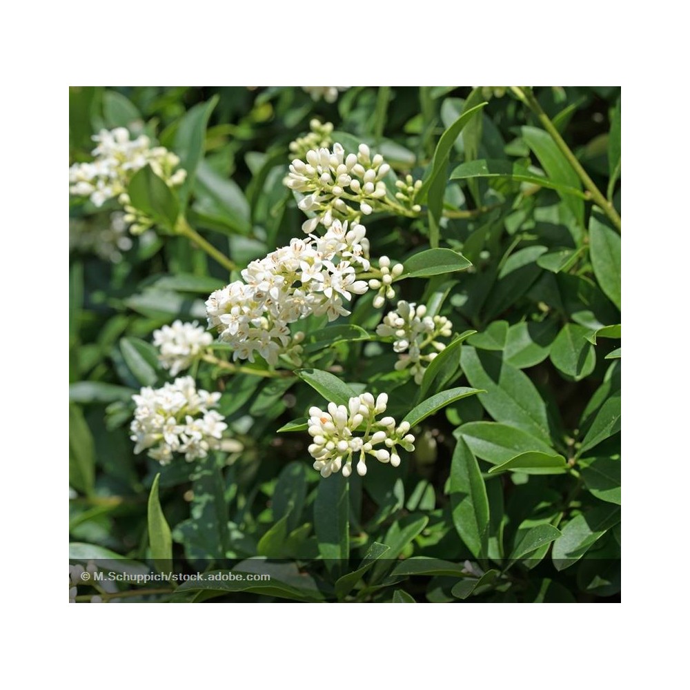 LIGUSTRUM sinense