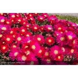 DELOSPERMA Wow Hotpink Wonder