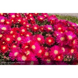 DELOSPERMA Wow Hotpink Wonder