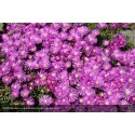 DELOSPERMA Wow Violet Wonder