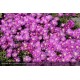 DELOSPERMA Wow Violet Wonder