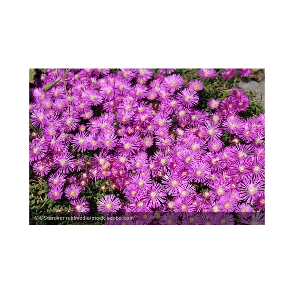 DELOSPERMA Wow Violet Wonder