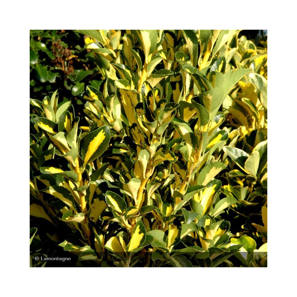 EUONYMUS japonicus Aureopictus