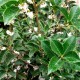 OSMANTHUS aquifolium