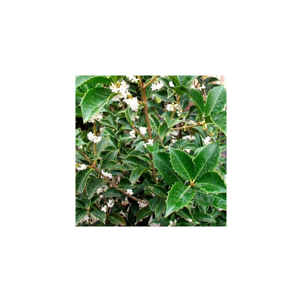 OSMANTHUS aquifolium