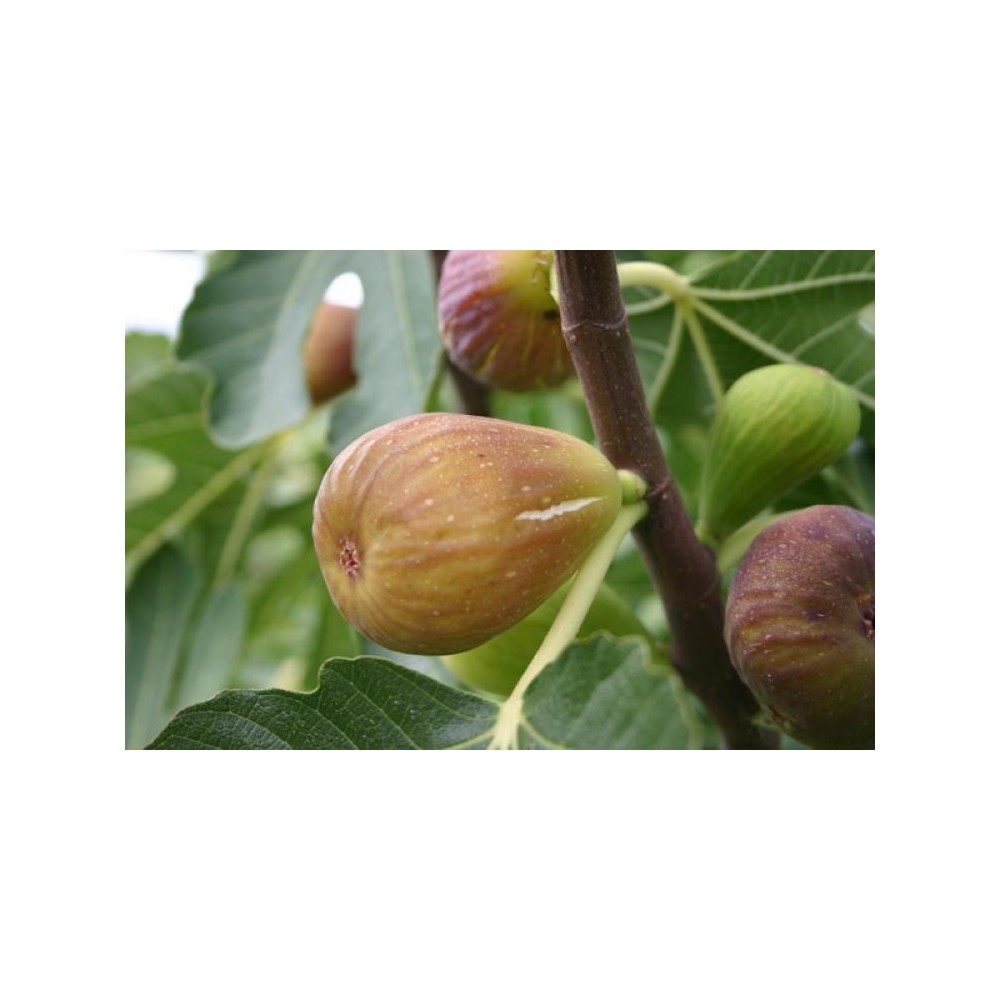 FIGUIER Goutte d'or