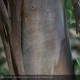 EUCALYPTUS gunnii