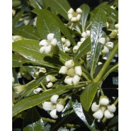 PITTOSPORUM heterophyllum