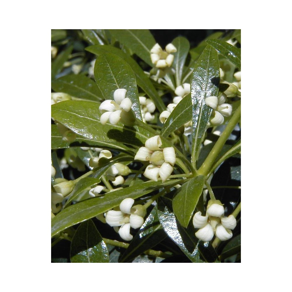 PITTOSPORUM heterophyllum