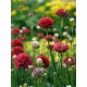 ARMERIA pseudarmeria Ballerina Red