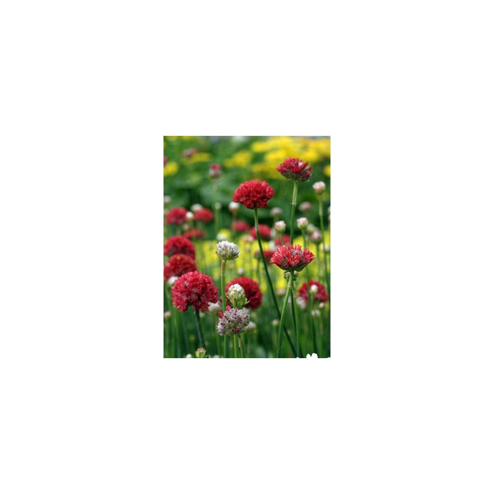 ARMERIA pseudarmeria Ballerina Red