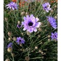 CATANANCHE caerulea