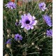 CATANANCHE caerulea