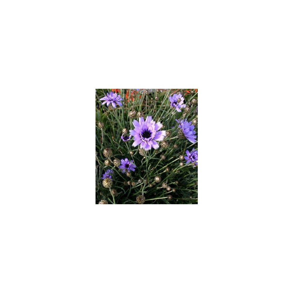CATANANCHE caerulea
