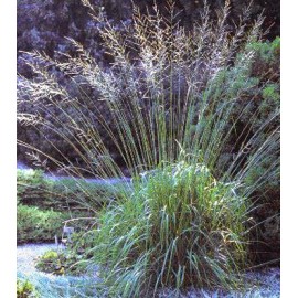 MOLINIA arundinacea Karl Foerster