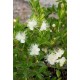 MYRTUS communis Tarentina