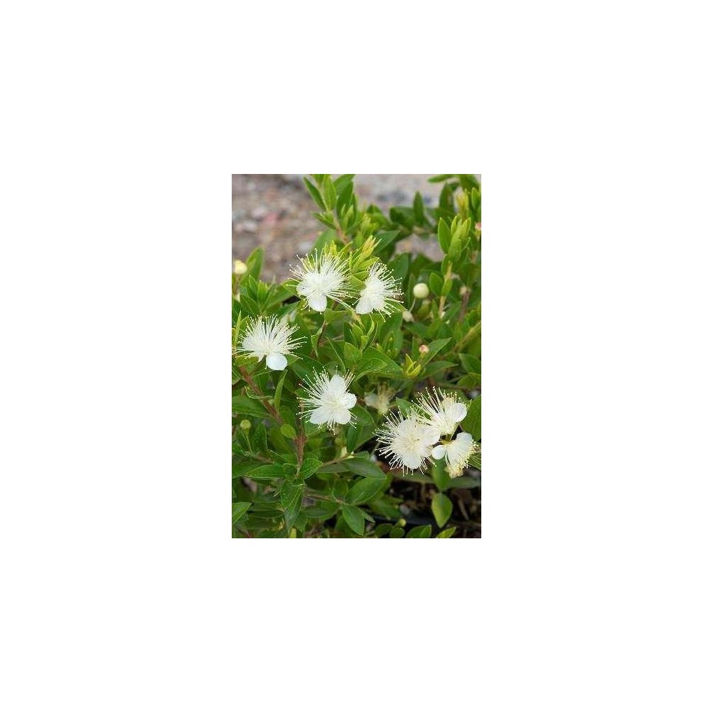 MYRTUS communis Tarentina