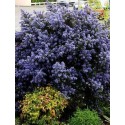 CEANOTHUS impressus Puget Blue