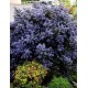 CEANOTHUS impressus Puget Blue