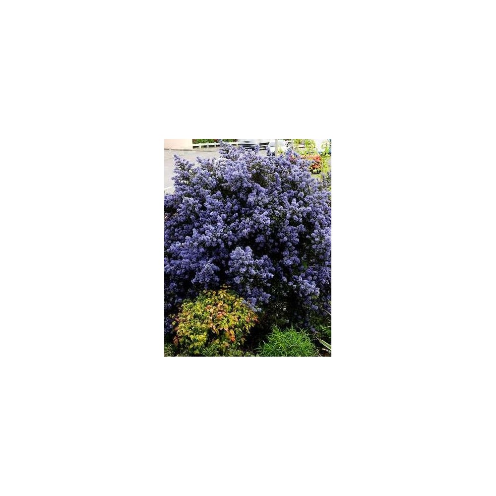 CEANOTHUS impressus Puget Blue