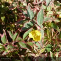 HYPERICUM x moserianum Tricolor