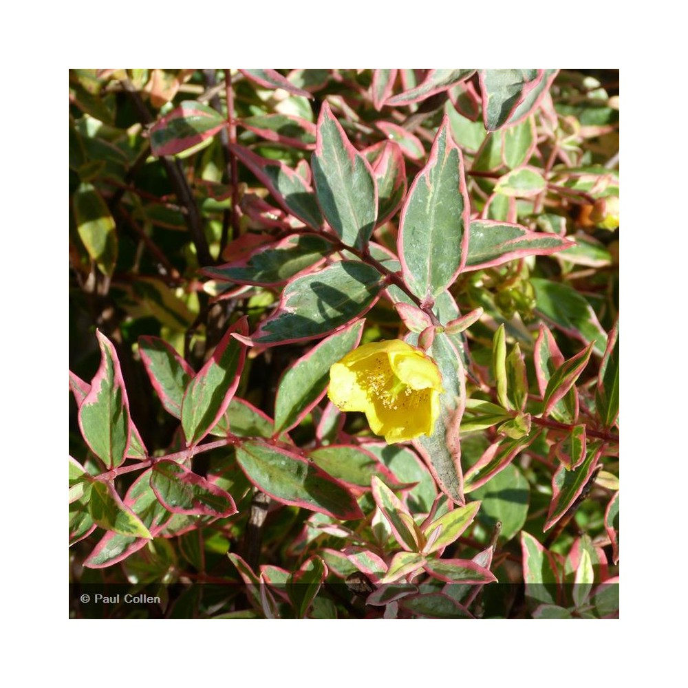 HYPERICUM x moserianum Tricolor