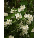 PHILADELPHUS coronarius