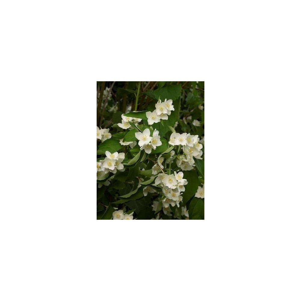 PHILADELPHUS coronarius