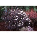 PHYSOCARPUS opulifolius Diabolo®