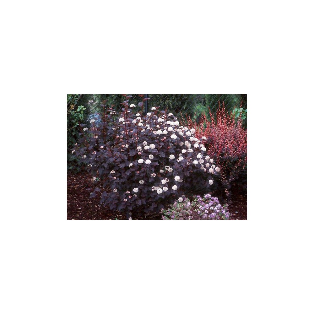 PHYSOCARPUS opulifolius Diabolo®