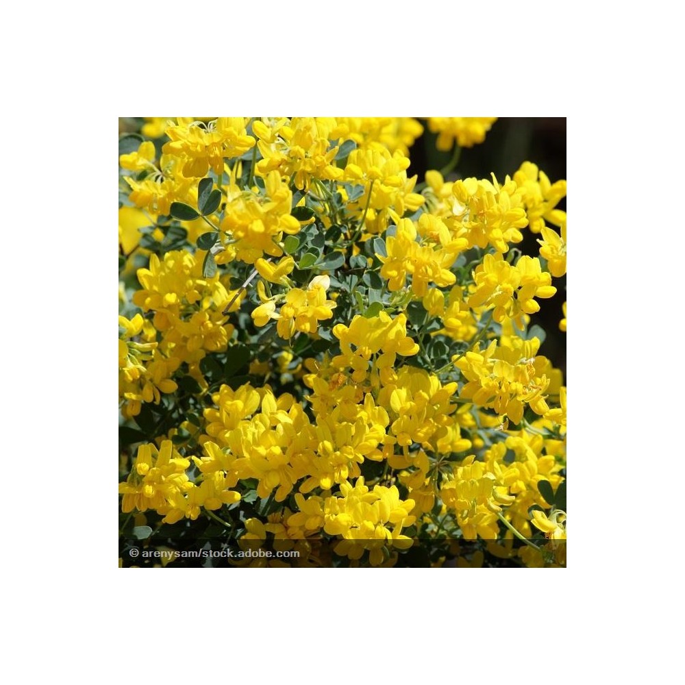 File:Coronilla valentina subsp. glauca (Jardin des Plantes de Paris).jpg - Wikimedia