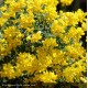 CORONILLA valentina Glauca