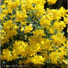 CORONILLA valentina Glauca