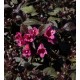 WEIGELA florida Minor Black®