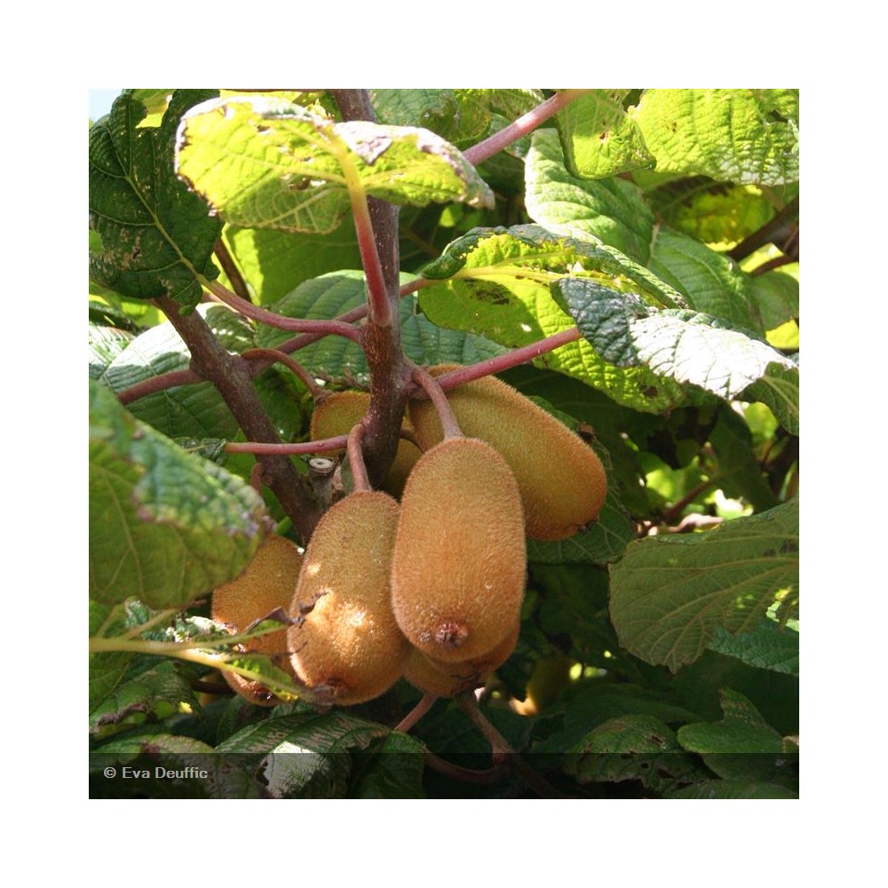 ACTINIDIA deliciosa Solissimo