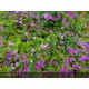 VERBENA canadensis Homestead Purple