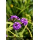 VERBENA canadensis Homestead Purple