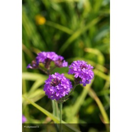 VERBENA canadensis Homestead Purple