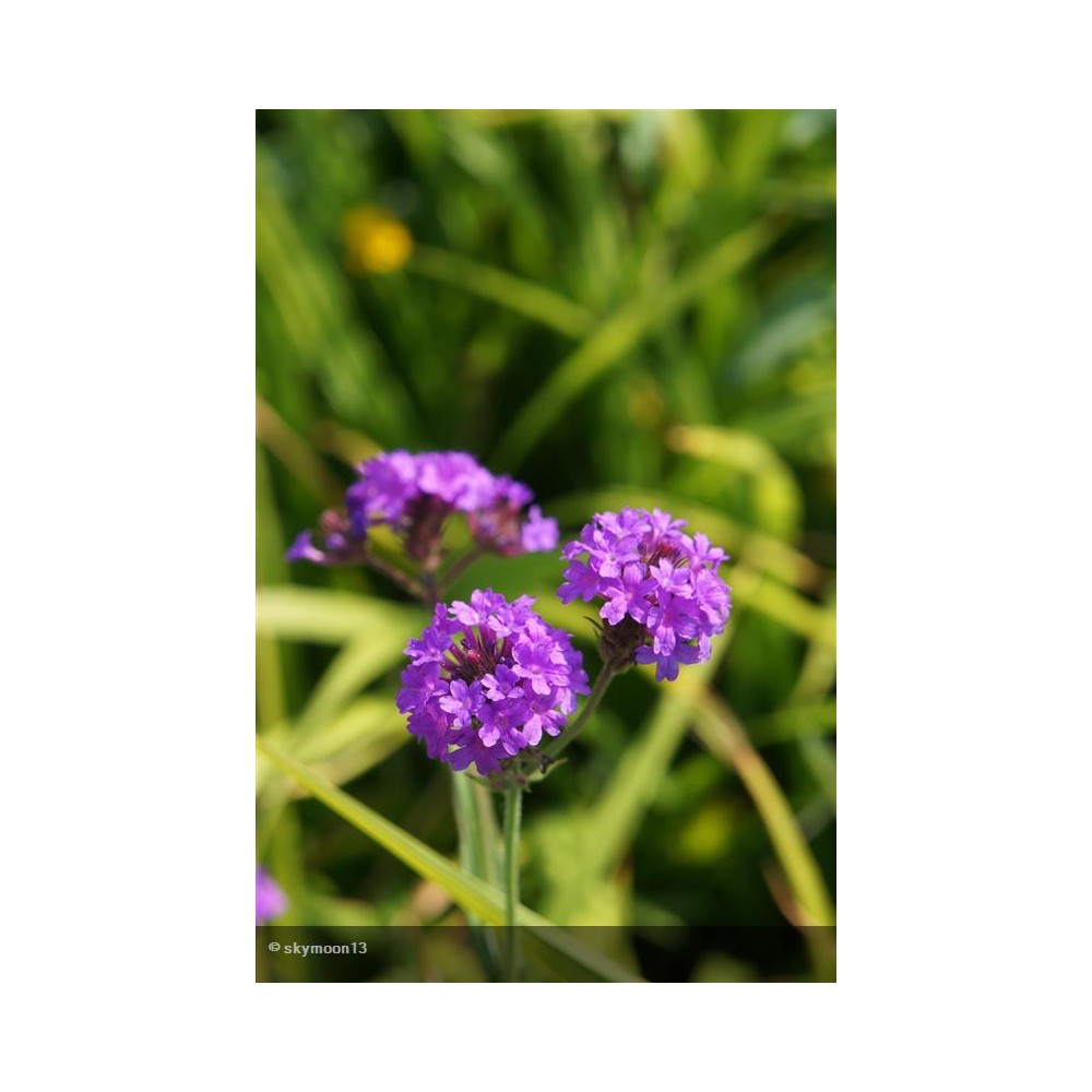 VERBENA canadensis Homestead Purple