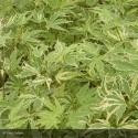 ACER palmatum Butterfly