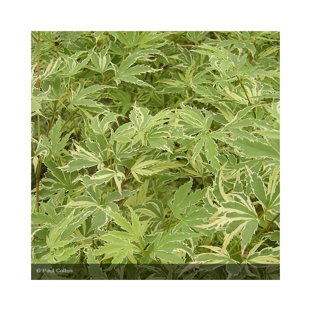 ACER palmatum Butterfly