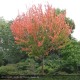 ACER rubrum