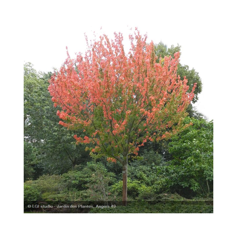 ACER rubrum