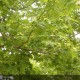 ACER rubrum