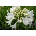 AGAPANTHUS Artic Star