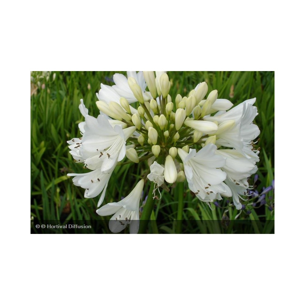 AGAPANTHUS Artic Star