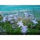 AGAPANTHUS Blue Triumphator