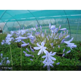 AGAPANTHUS Blue Triumphator