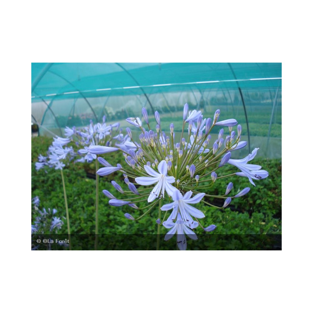 AGAPANTHUS Blue Triumphator