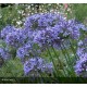 AGAPANTHUS Blue Triumphator